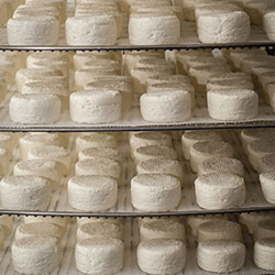 Fromages de chèvres de la ferme du Pic Saint Michel dans le vercors